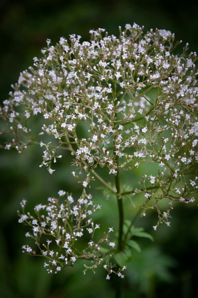 Best Herbs for Sleep